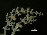 3 - Dettaglio delle porzioni apicali